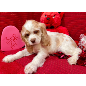 Cocker Spaniel Puppy Piper