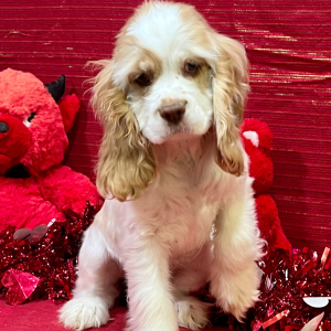 Cocker Spaniel Puppy Piper