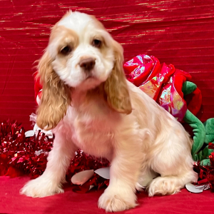 Cocker Spaniel Puppy Piper
