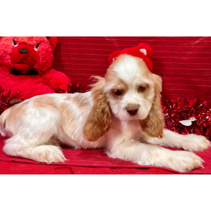 Cocker Spaniel Puppy Piper