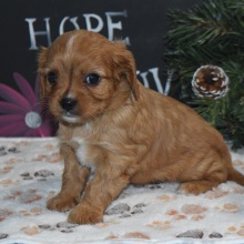 Cavapoo Puppy Alex