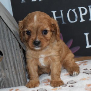Cavapoo Puppy Alex
