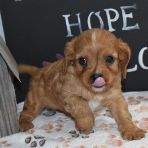 Cavapoo Puppy Alex