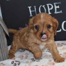 Cavapoo Puppy Alex