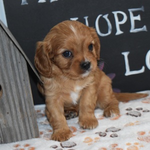 Cavapoo Puppy Alex