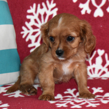 Cavapoo Puppy Alex