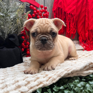 Frenchie Pug Puppy Scout