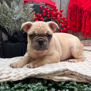 Frenchie Pug Puppy Scout