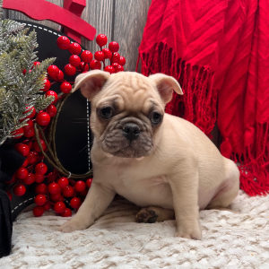 Frenchie Pug Puppy Scout