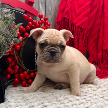 Frenchie Pug Puppy Scout
