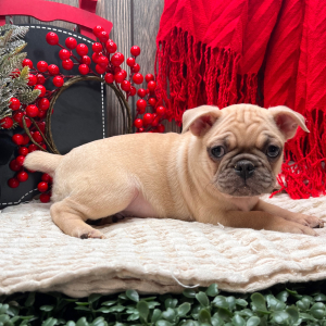 Frenchie Pug Puppy Scout