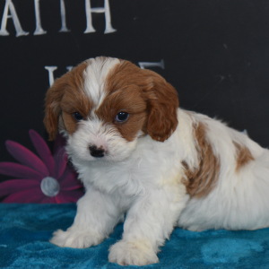 Cavapoo Puppy Felix
