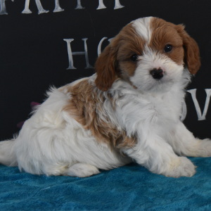 Cavapoo Puppy Felix