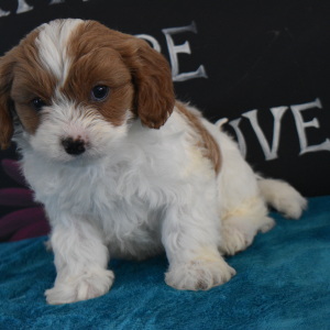 Cavapoo Puppy Felix