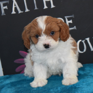 Cavapoo Puppy Felix