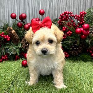 Maltipoo Puppy Trudy