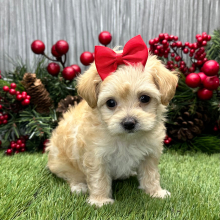 Maltipoo Puppy Trudy