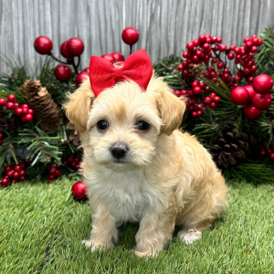 Maltipoo Puppy Trudy