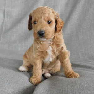Goldendoodle Puppy Dillon
