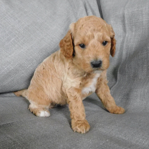 Goldendoodle Puppy Dillon