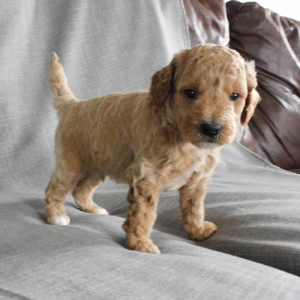 Goldendoodle Puppy Dillon