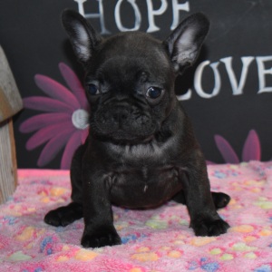 Frenchton Puppy Misty