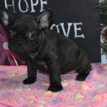 Frenchton Puppy Misty