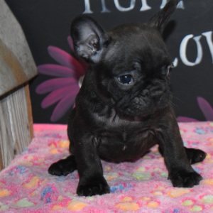Frenchton Puppy Misty