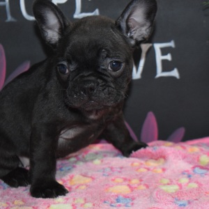 Frenchton Puppy Misty