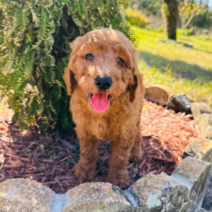 Goldendoodle Puppy Jasmin