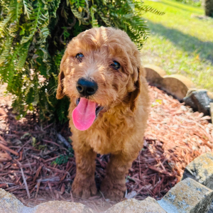Goldendoodle Puppy Jasmin
