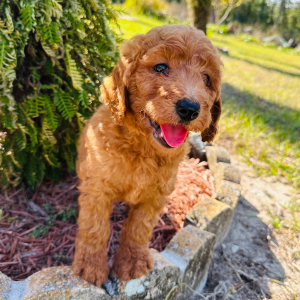 Goldendoodle Puppy Jasmin