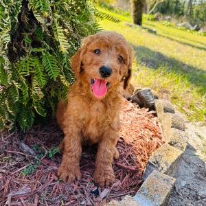 Goldendoodle Puppy Jasmin