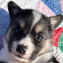 Pembroke Welsh Corgi Puppy Donny