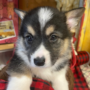 Pembroke Welsh Corgi Puppy Donny