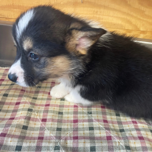 Pembroke Welsh Corgi Puppy Donny