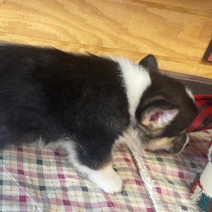 Pembroke Welsh Corgi Puppy Donny