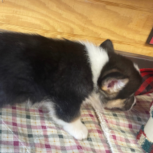 Pembroke Welsh Corgi Puppy Donny