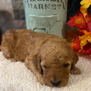 Poodle Puppy Mollie