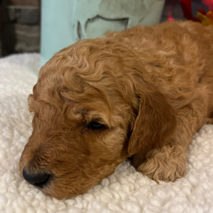 Poodle Puppy Mollie