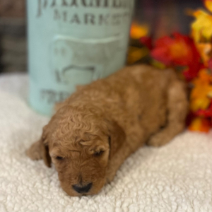 Poodle Puppy Mollie