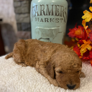 Poodle Puppy Mollie