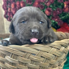 Labrador Retriever Puppy Cami