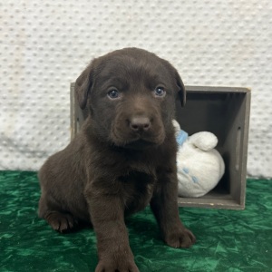 Labrador Retriever Puppy Cami