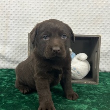 Labrador Retriever Puppy Cami