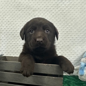 Labrador Retriever Puppy Cami