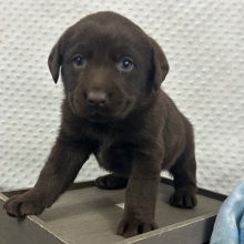 Labrador Retriever Puppy Cami