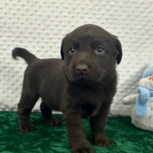 Labrador Retriever Puppy Cami