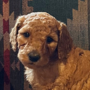 Poodle Puppy Muffin