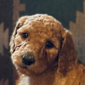 Poodle Puppy Muffin